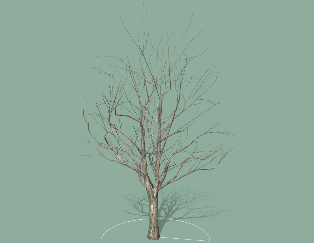 maple-tree-2.png