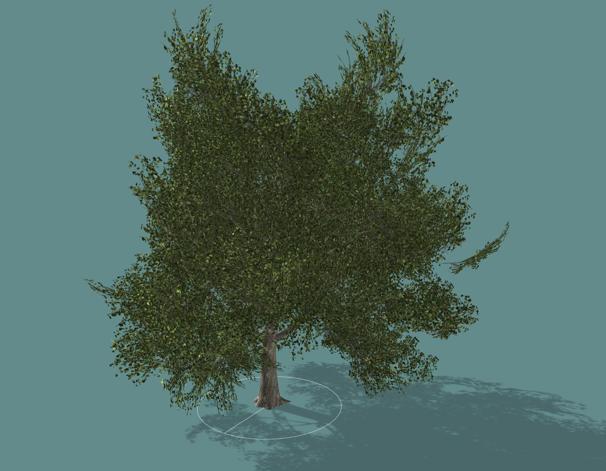 maple-tree.png